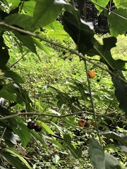 Solanum atropurpureum