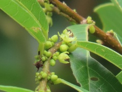 Bridelia cathartica