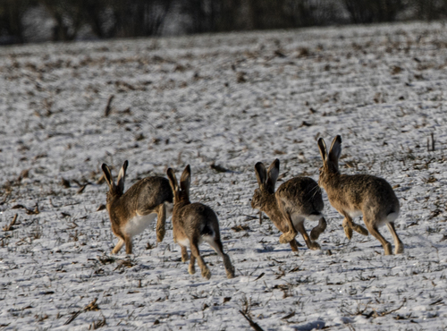Brown Hare, photo 8 of 9