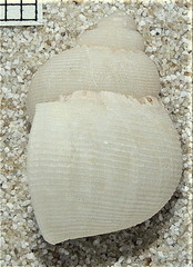 Pomatias lanzarotensis