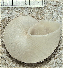 Pomatias lanzarotensis