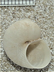 Pomatias lanzarotensis