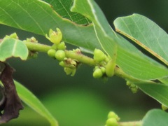 Bridelia cathartica