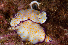 Hypselodoris pulchella