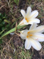 Cyrtanthus loddigesianus
