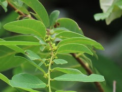 Bridelia cathartica