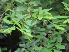 Bridelia cathartica