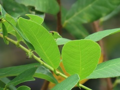 Bridelia cathartica