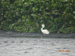 Egretta thula