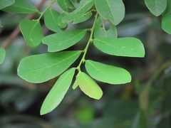 Bridelia cathartica