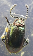 Altica torquata
