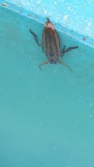 Lethocerus patruelis