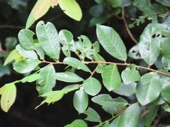 Bridelia cathartica