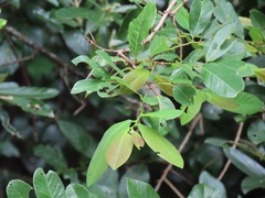 Bridelia cathartica