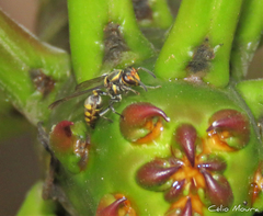 Polybia ruficeps xanthops