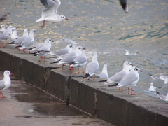 Chroicocephalus ridibundus