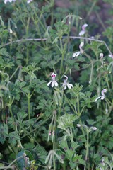 Pelargonium ranunculophyllum
