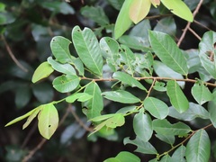 Bridelia cathartica