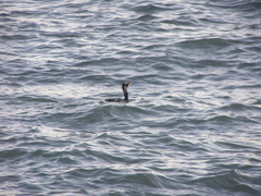 Phalacrocorax carbo