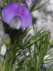 Psoralea ivumba