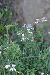 Pelargonium ranunculophyllum