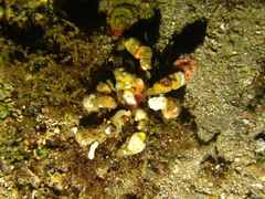 Camposcia retusa