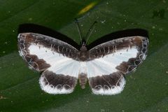 Nymphidium baeotia
