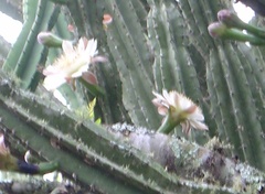 Cereus hankeanus