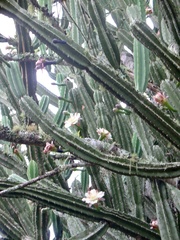 Cereus hankeanus