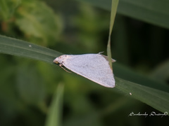 Lithostege palaestinensis