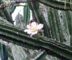 Cereus hankeanus