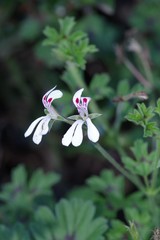 Pelargonium ranunculophyllum
