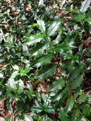 Ilex colchica