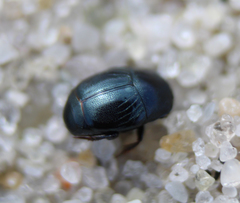 Hypocaccus rugifrons