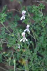 Pelargonium ranunculophyllum