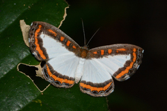Nymphidium caricae