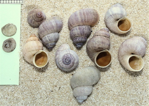 Round-mouthed Snail