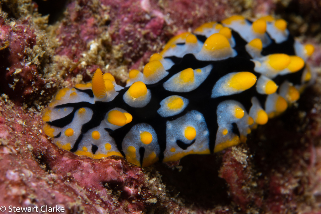 Rüppell's Wart Slug