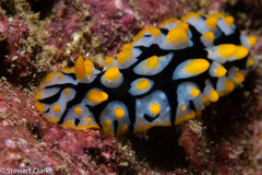 Image of Phyllidia rueppelii