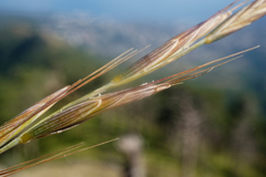 Pseudoroegneria strigosa