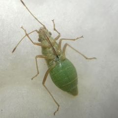 Agraphopus lethierryi