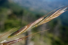 Pseudoroegneria strigosa