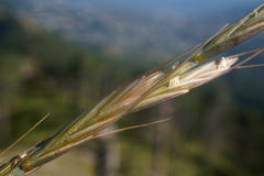 Pseudoroegneria strigosa