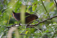 Laterallus melanophaius