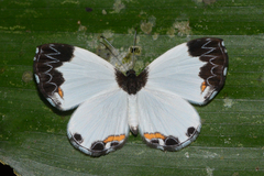 Nymphidium leucosia