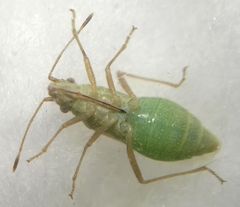 Agraphopus lethierryi