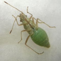 Agraphopus lethierryi