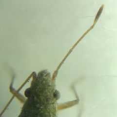 Agraphopus lethierryi