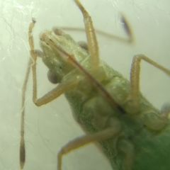 Agraphopus lethierryi