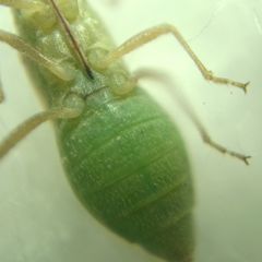 Agraphopus lethierryi